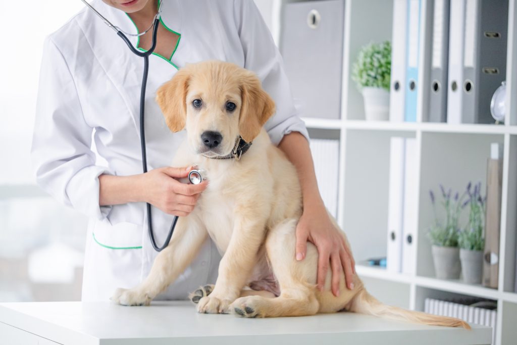 Veterinaria examinando a un perro con estetoscopio - Sanitas Mascotas